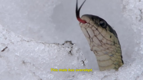 fuckyeahherpetology: lemon-soju: i support u lazy gay snake So this is actually a studied phenome