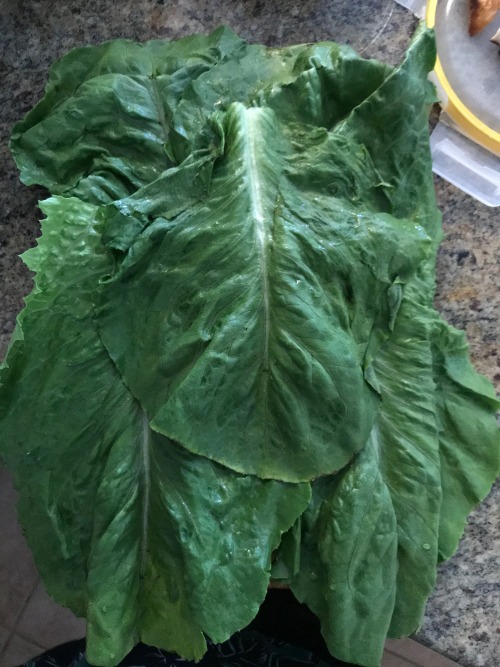cookingwithleftovers:  Romaine Chicken WrapBecause I have basically been eating these for lunch every day & if you hope for the best, they will (probably) not fall apart on you.. HA! Good luck. #leftovers #foodwaste The Recipe..