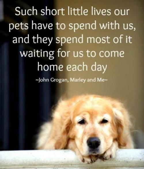 berryworthy:Loving Quotes About Dogs : theBERRY