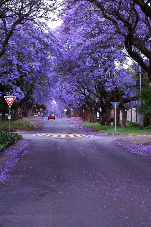 travelingcolors:Jacaranda Trees, Pretoria | South Africa (by Alfy Digital Photos)