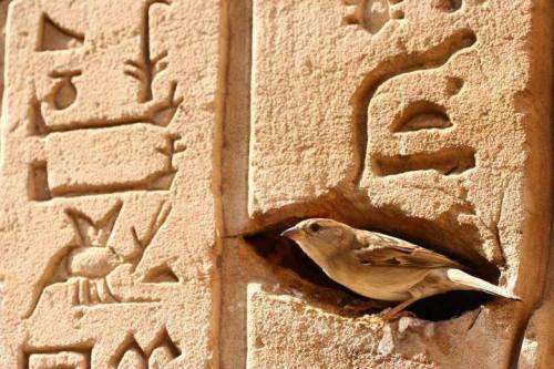 ancientorigins:Bird Nesting At The Temple Of Horus, Egypt. Look on my works, ye Mighty … 