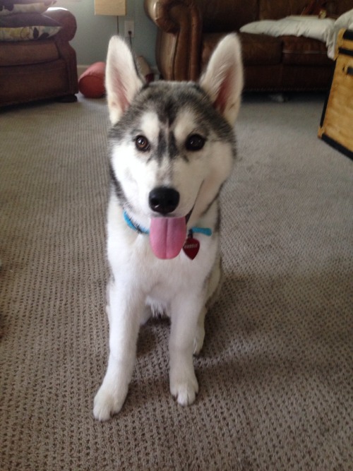 huskyhuddle:Another one :)How to make Hubble happy?1. Take off the cone of shame2. Scratch head3. Sc