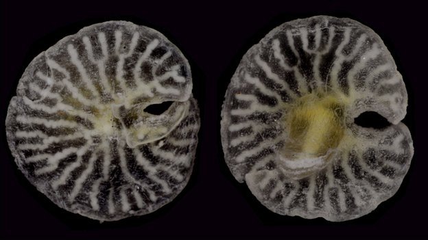 smartpeopleposting:  Deep sea ‘mushroom’ may be new branch of life A mushroom-shaped