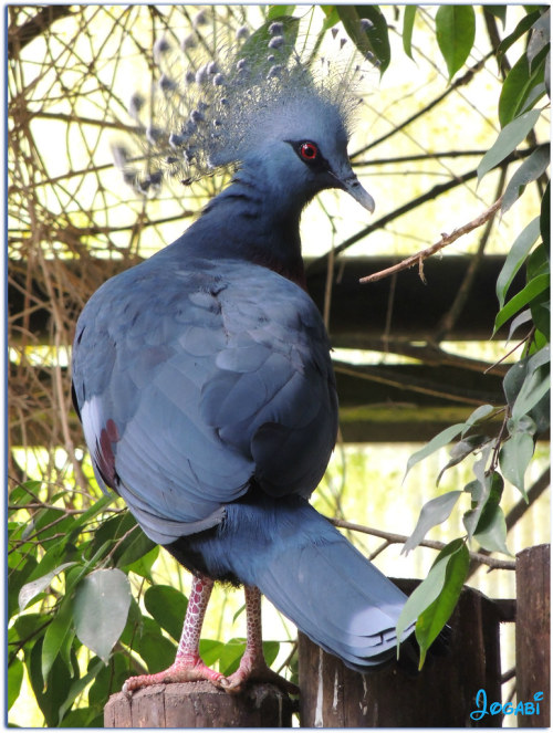 fascinator-birds: Victoria Crowned Pigeon (Goura victoria)© Jogabi - Michèle