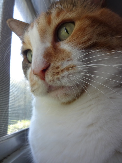 dixieandherbabies: Dixie and her babies. I’m doing a little bird watching on this beautiful Mo