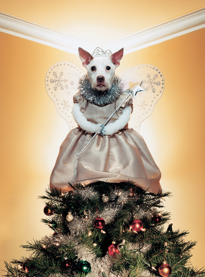 welele:  Peter Thorpe tiene la tradición de disfrazar a su perro por navidad En