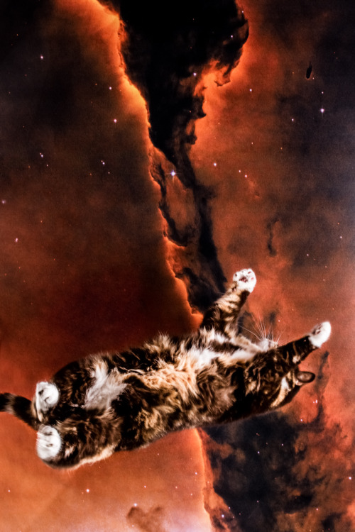 darksilenceinsuburbia:Kunststoff: Katzmonauten
