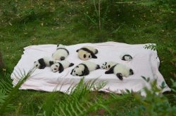 awwww-cute:  Baby pandas sleeping outside