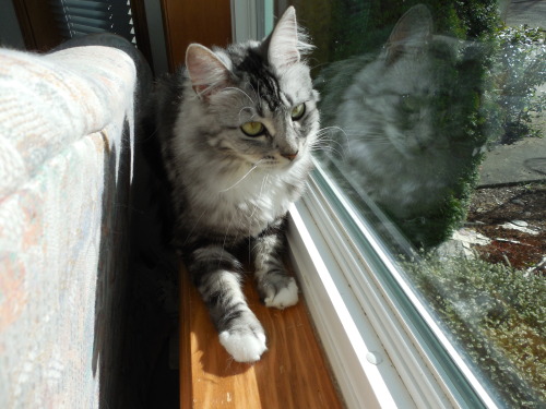 This is ebah, she’s a main coon; almost 2 years old. I think she’s the most beautiful cat I’ve ever 