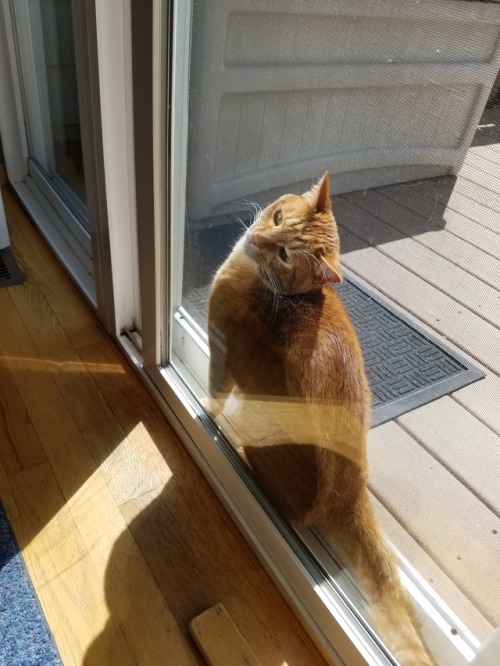 reelaroundthedavekan: Firefly got himself in between the screen door and the glass door… Not 