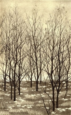 huariqueje: Trees   -    Ryohei Tanaka, 1986 Japanese,b.1933- Etching and aquatint, 24 x 15 cm. 