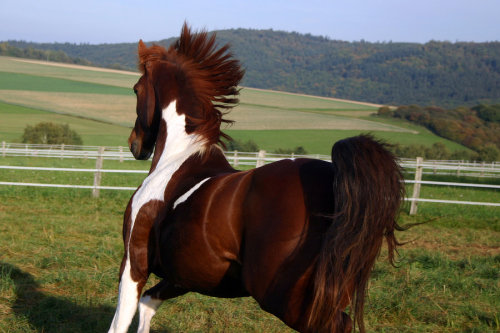 horseheaven:  American Saddlebred Stock 24 by ~LuDa-Stock  What a gorgeous horse <3