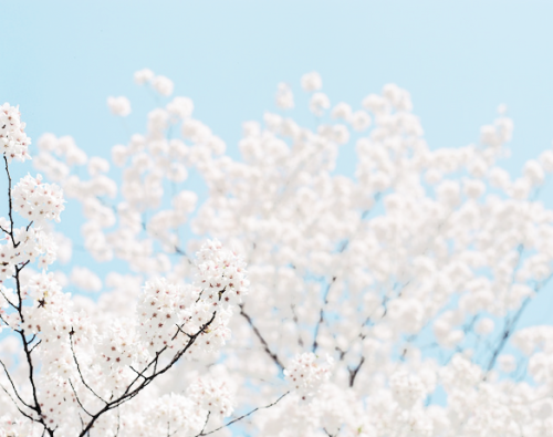 hokkaiiido:Credit