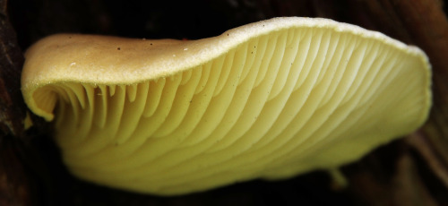 This is Pleurotus australis - a large, brown oyster mushroom from Australia and New Zealand. Fruitin