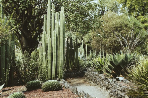 venus-garden: Jardín Botánico UNAM flickr / vscogrid / instagram  (please keep the caption)