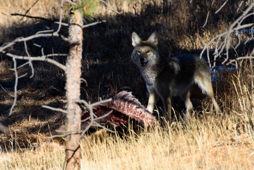 A bunch of the coyote from the other day