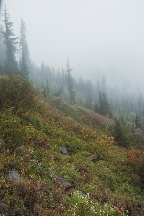 millivedder:Foggy and misty days at Mount Rainier National Park