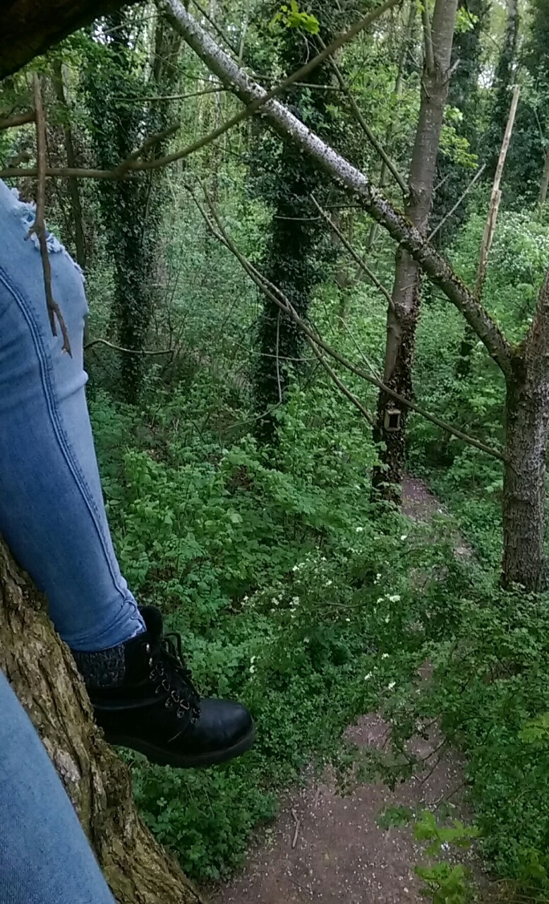 Forests are cool