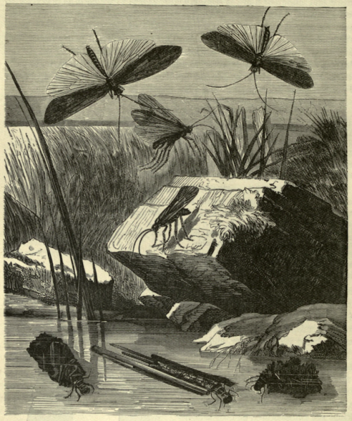 nemfrog: Metamorphosis of different varieties of caddis flies. Cassell’s natural history. v.6. 1896.