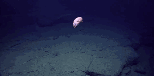 narcodelic:  rhamphotheca:  Here are a couple of gifs of the Dumbo Octopus (Grimpoteuthis sp.) encountered by the NOAA Okeanos crew a few days ago in the depths of the Gulf of Mexico off the coast of Florida. (images: NOAA; via: Popular Science)  Added