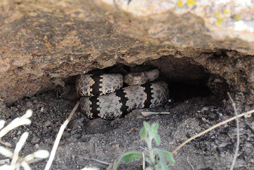 exotic-venom:(Crotalus lepidus klauberi) banded rock rattlesnakeMainly hemotoxic, also w/ pre-synapt