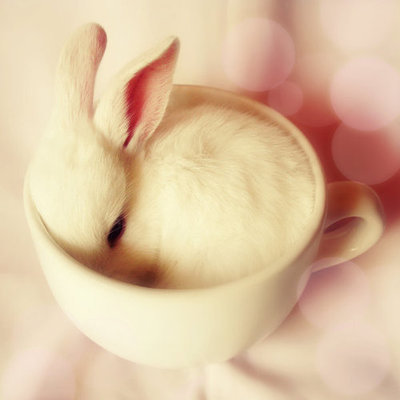 Cute bunnies in cups