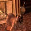dragon-age-dumbassery