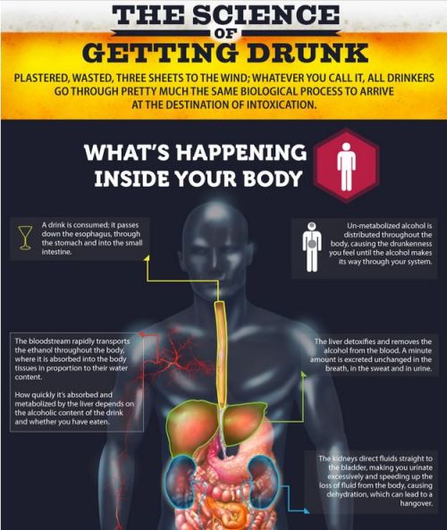 sixpenceee:The Science of Getting Drunk (Source)