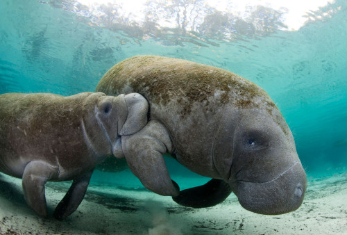 Manatees have one nipple behind each flipper, so when a calf nurses it has to suck on its mother&rsq