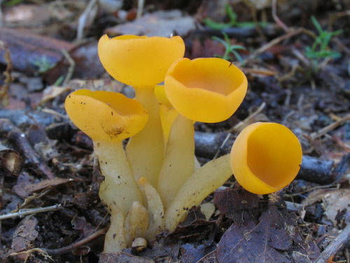 Aleuria rhenana(via)