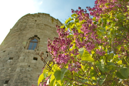 Spring at the towers.Lilac bush and castle tower, Castle Saaleck, April 2017.