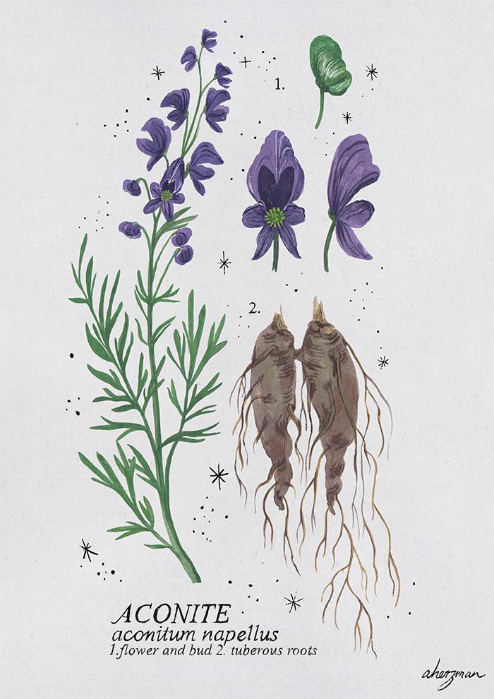 Aconite - Wolfsbane, aconitum napellus
Known by many names; aconite, wolfsbane and monkshood, aconitum napellus is a magical plant most commonly used in the Wolfsbane potion. Aconite gains the well known common name wolfsbane from muggle history,...