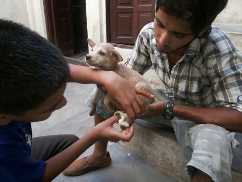 be-their-sound:  Guardians of The Voiceless are a team of volunteers in India driven to create a cruelty free generation. They care for the less fortunate in India, animals and children. Founder Pankaj Arora works tirelessly to help all animals in need