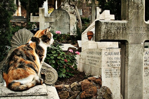 cemetery cat