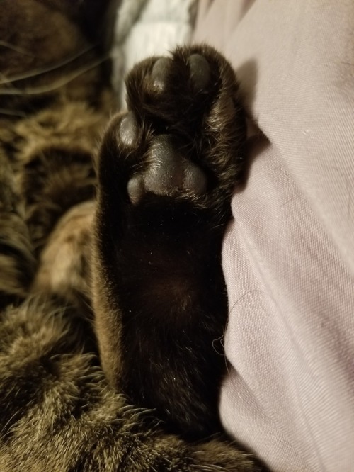 sherlock-and-niko:Niko toebeans