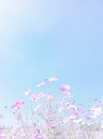 skyberrii:blue sky & cosmos by Kanko*