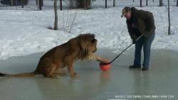 abcworldnews:  It’s probably pretty tough to get a puck past this ferocious goalie. Find out the full story.