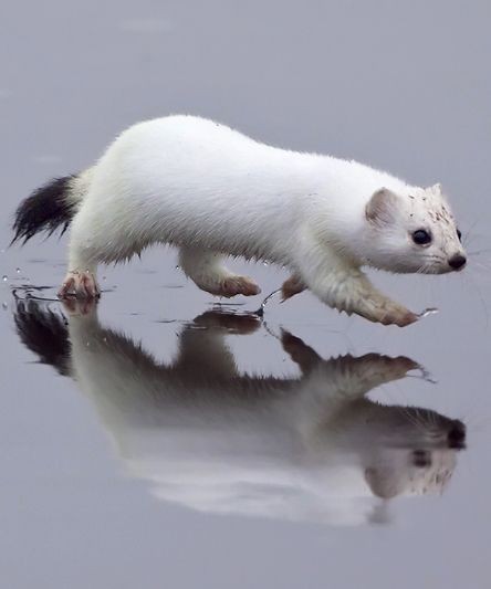 cats-are-way-better-than-you:stoats are blessed creatures