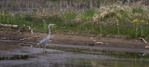 Great blue heron