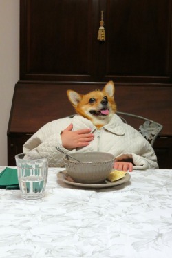 corgiaddict:  *burp* Oh! Excuse me! (Penny