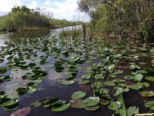 The Everglades National Park, March 14, 2015. Can you spot the alligators?