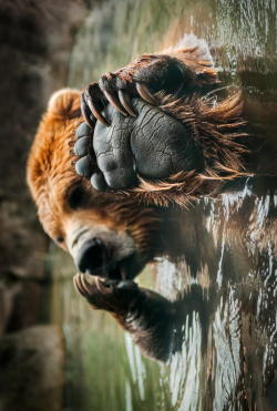 earthandanimals:  Talk to the Paw by Holly Kuchera  