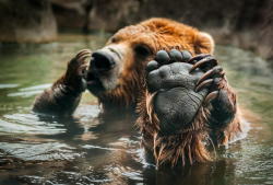 earthlynation:  (via 500px / Talk to the Paw by Holly Kuchera)