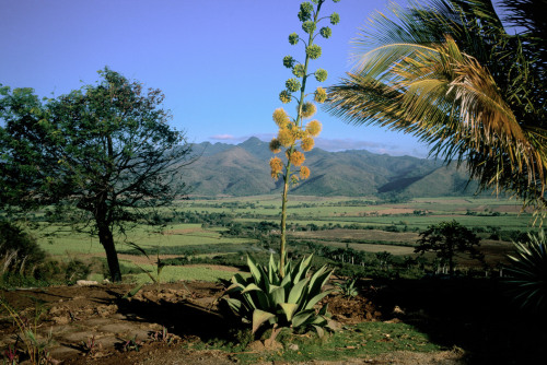 africansouljah: David Alan HarveyCUBA. Trinidad. 1998. Sugar plantations in the Valley of the Sugar Mills. 