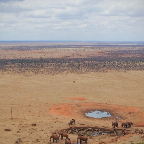 Ndovu katika Maasai Mara. Picha Imechukiliwa na simu ya iPhone 5s. Kenya, Africa, August 2014.  (Ele