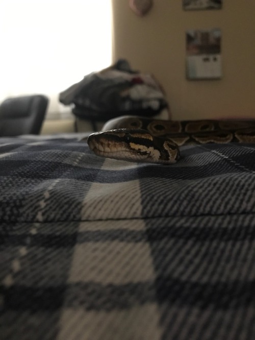 glitterslither: Some low-qual pics of the baby princess since I haven’t posted any in a while!