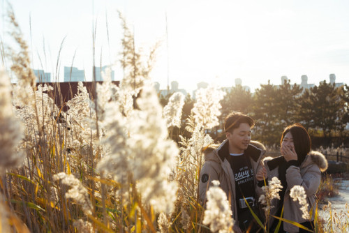 Reeds at sunset, Sorae Salt Marsh, Incheon.I love the autumn.