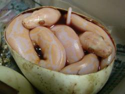 earth-phenomenon:  Twins! Albino Tiger Python Hatching from the Same Egg.