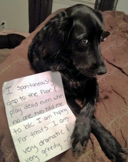 mindyluna:  this is the greatest dog shame