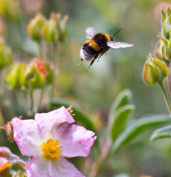 specialformytaste:  magicalnaturetour:  Buzz off! (by Steve-h)  http://specialformytaste.tumblr.com/archive:    save the bees!